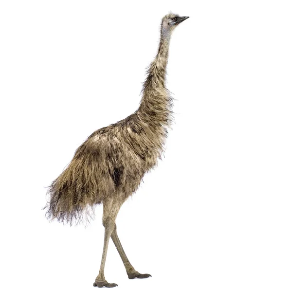 EMU před bílým pozadím — Stock fotografie
