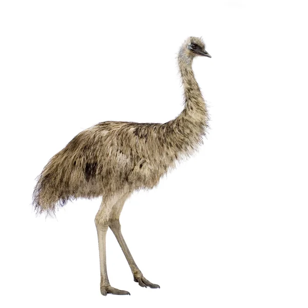 Emu na frente de um fundo branco — Fotografia de Stock