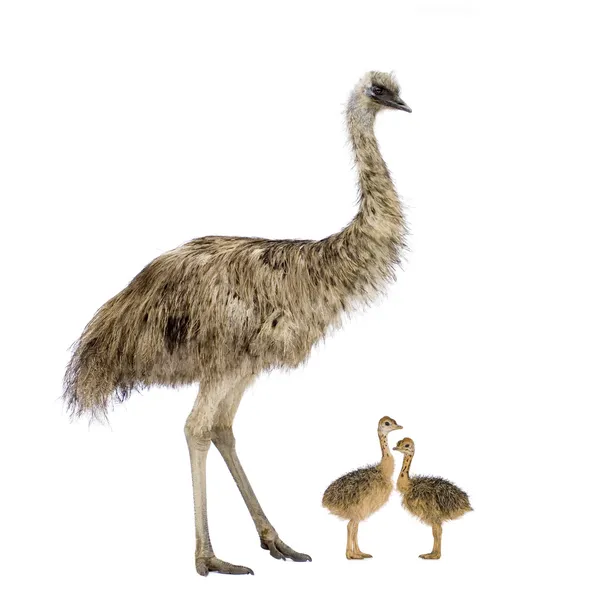 Emu i jej piskląt — Zdjęcie stockowe