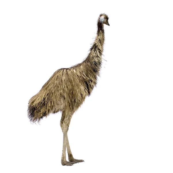 Emu delante de un fondo blanco — Foto de Stock