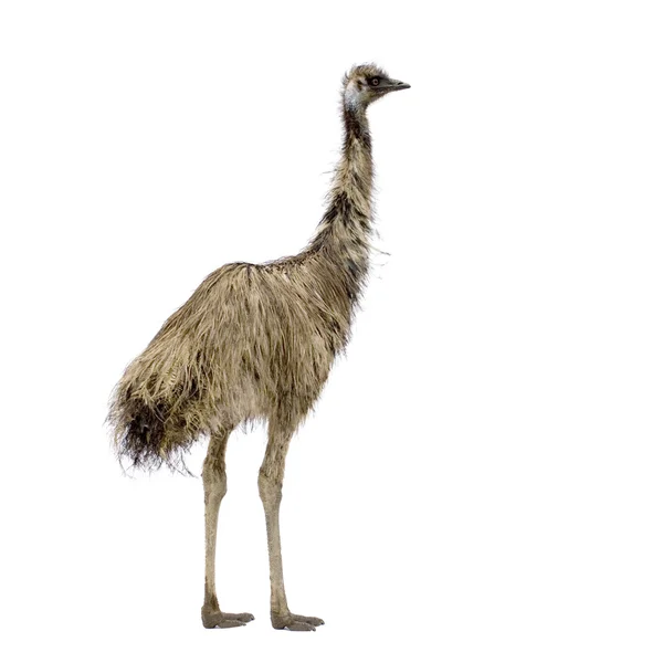 Emu przed białym tle — Zdjęcie stockowe