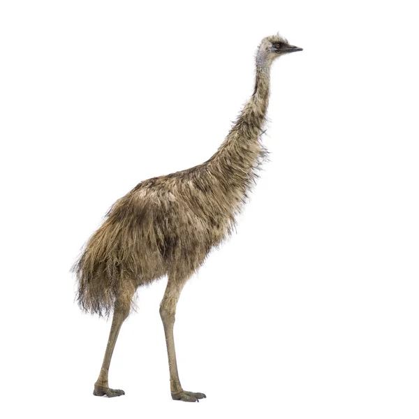 Emu devant un fond blanc — Photo