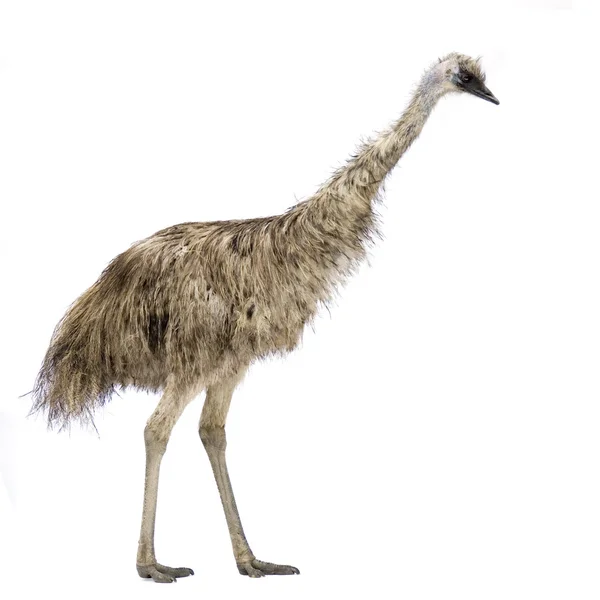 Emu vor weißem Hintergrund — Stockfoto