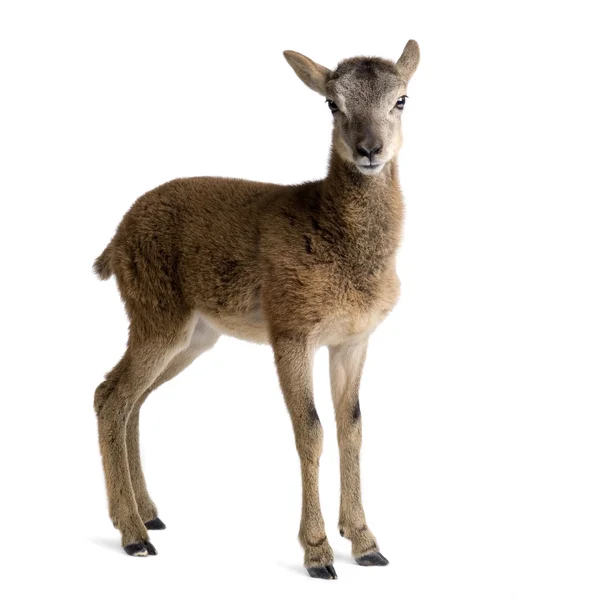 Mountain sheep of the alps — Stock Photo, Image