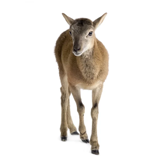 アルプスの山羊 — ストック写真