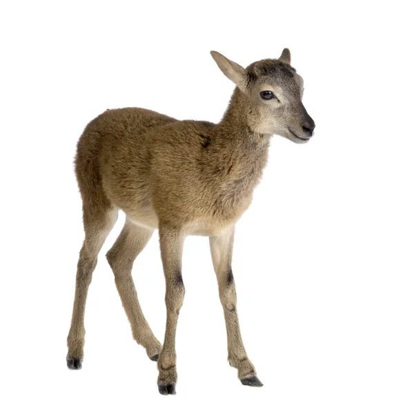 Mountain sheep of the alps — Stock Photo, Image