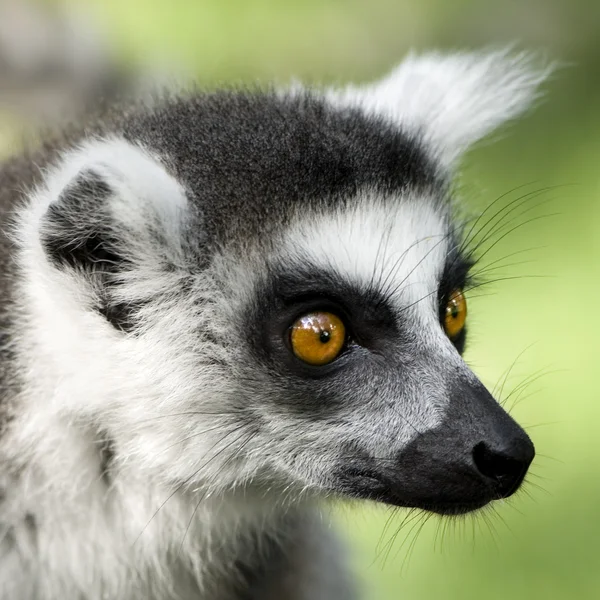 stock image Lemur