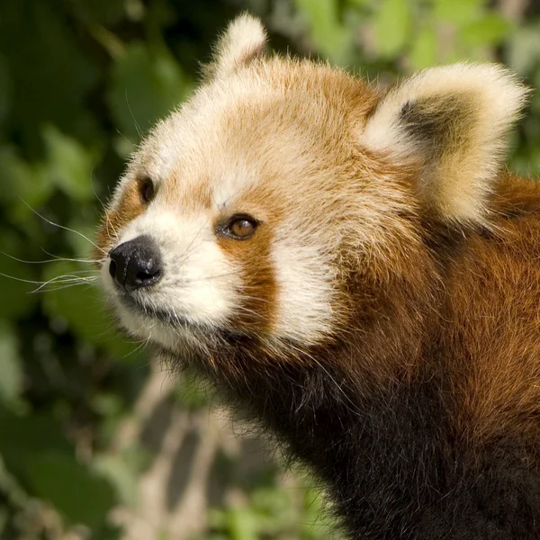 Red Panda - Ailurus fulgens — Stock Photo, Image
