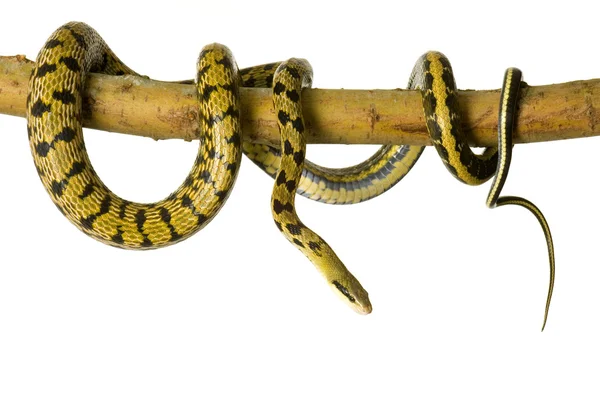 Rat snake — Stock Photo, Image