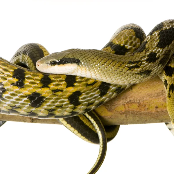 Fare yılan — Stok fotoğraf