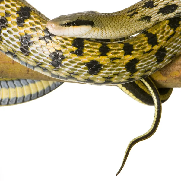 ラットヘビ — ストック写真