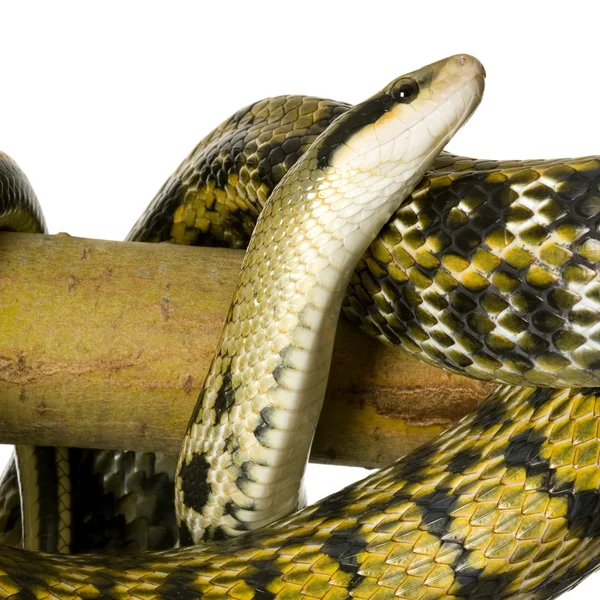 Cobra de rato — Fotografia de Stock