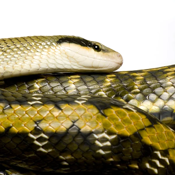 쥐 뱀 — 스톡 사진