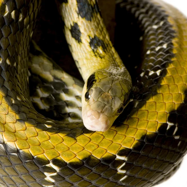 Крысиная змея — стоковое фото