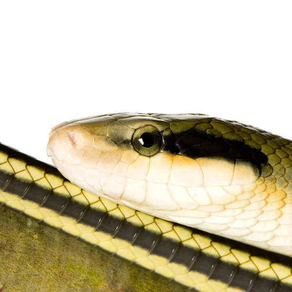 Fare yılan — Stok fotoğraf