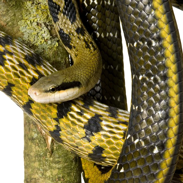 Крысиная змея — стоковое фото