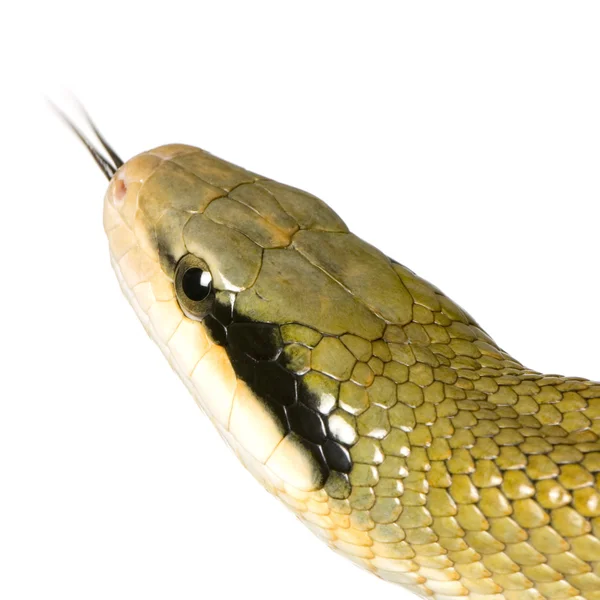 Rat Snake — Stock fotografie