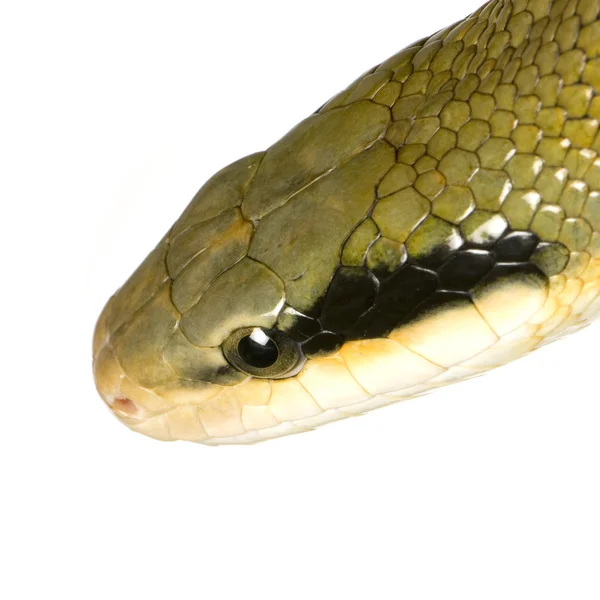 老鼠蛇 — 图库照片