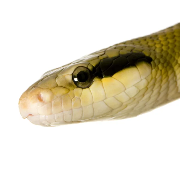 Rat Snake — Stockfoto