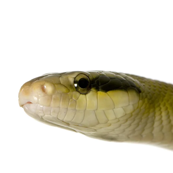 Cobra de rato — Fotografia de Stock
