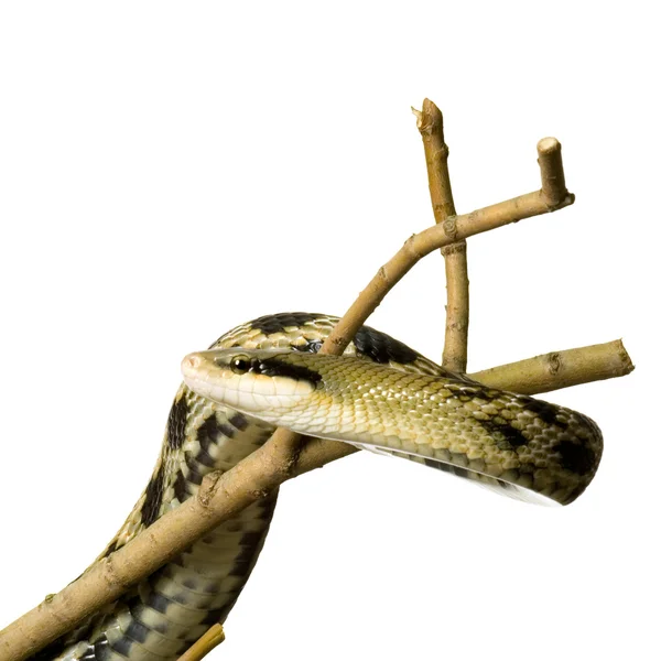 Patkány kígyó — Stock Fotó