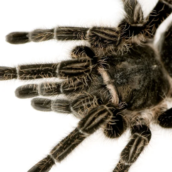 Zebra tarantula veya aphonopelma seemanni — Stok fotoğraf
