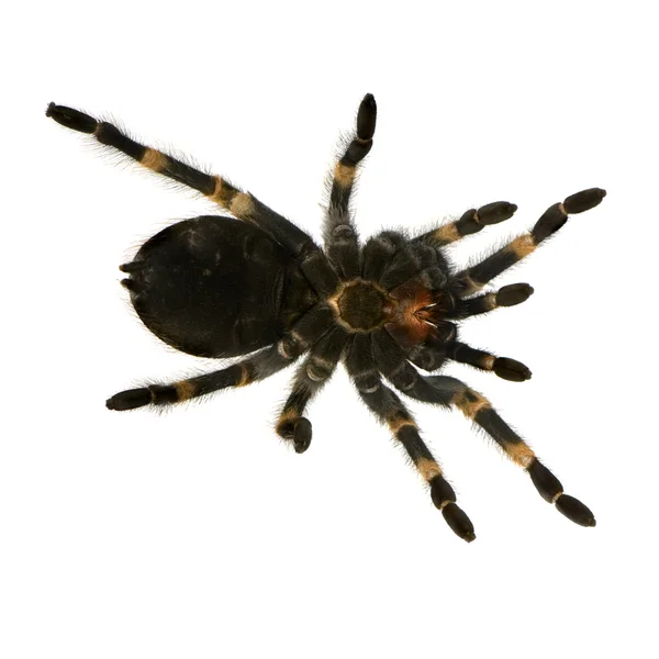 Mexicaanse redknee tarantula onder — Stockfoto
