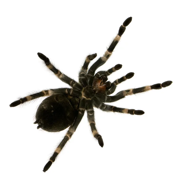 Mexicaanse redknee tarantula onder — Stockfoto