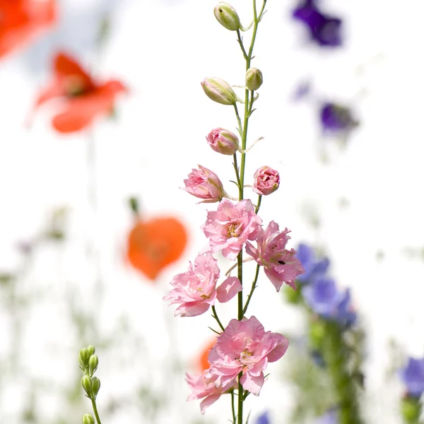 Vilda blommor — Stockfoto