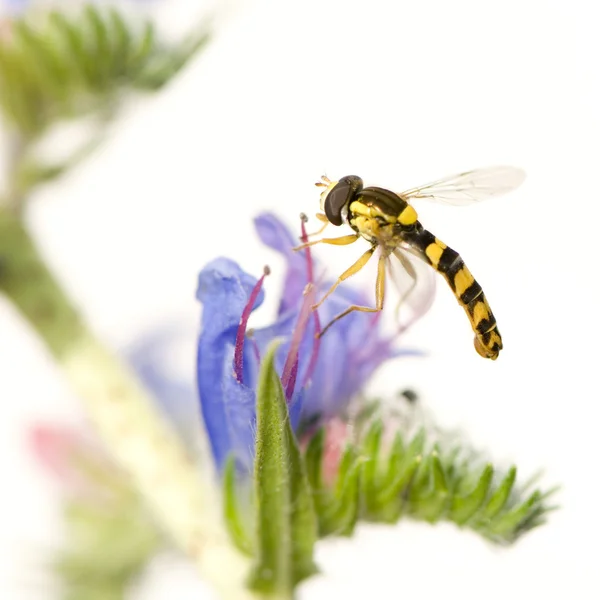 Hoverflies — 스톡 사진