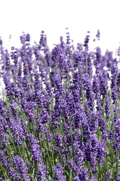 stock image Wild flowers