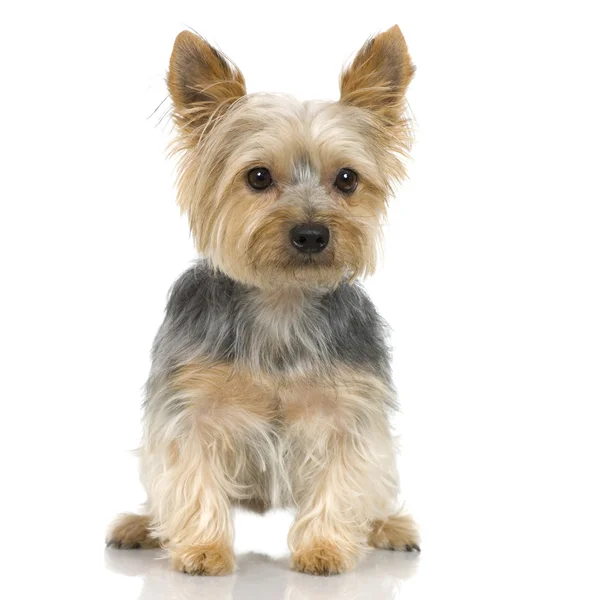 Yorkshire Terrier (3 anni ) — Foto Stock