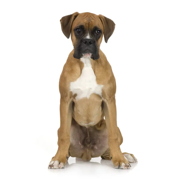 Köpek yavrusu Boxer (5 ay) — Stok fotoğraf