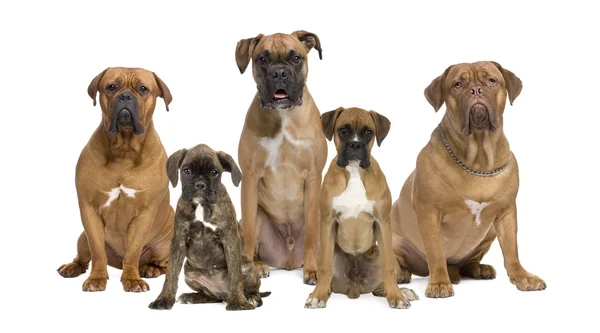 Retrato de perros boxeadores sentados frente a fondo blanco, stu — Foto de Stock