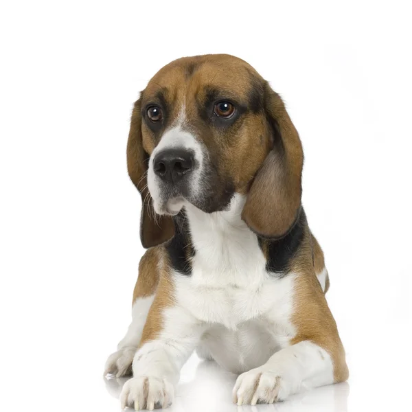 Beagle (2 года) ) — стоковое фото