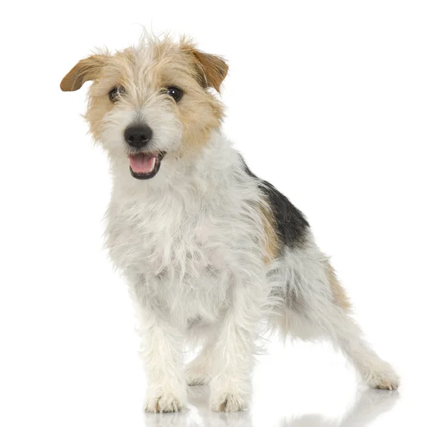 Jack russell dai capelli lunghi — Foto Stock