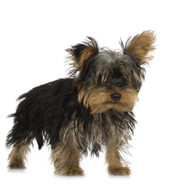 Yorkshire Terrier — Stock Photo, Image