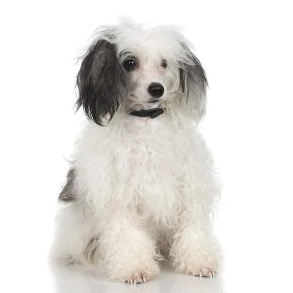 Chiński pies czubaty - puder — Zdjęcie stockowe