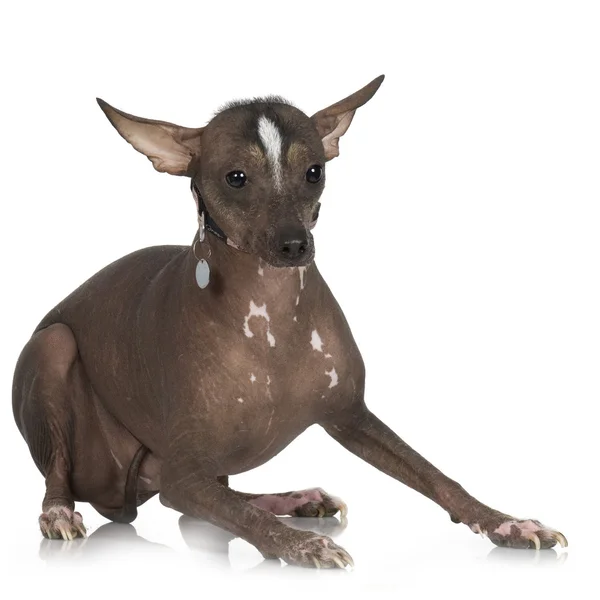 Perro peruano sin pelo — Foto de Stock
