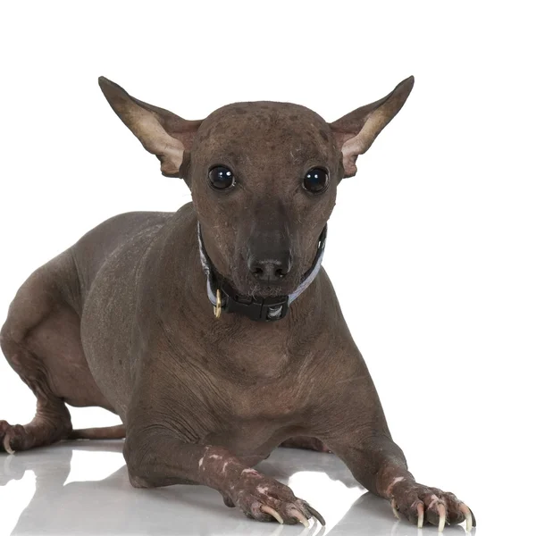 Perulu tüysüz köpek — Stok fotoğraf