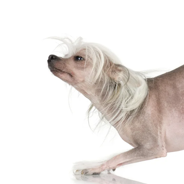 Chinese crested dog - hårlösa — Stockfoto