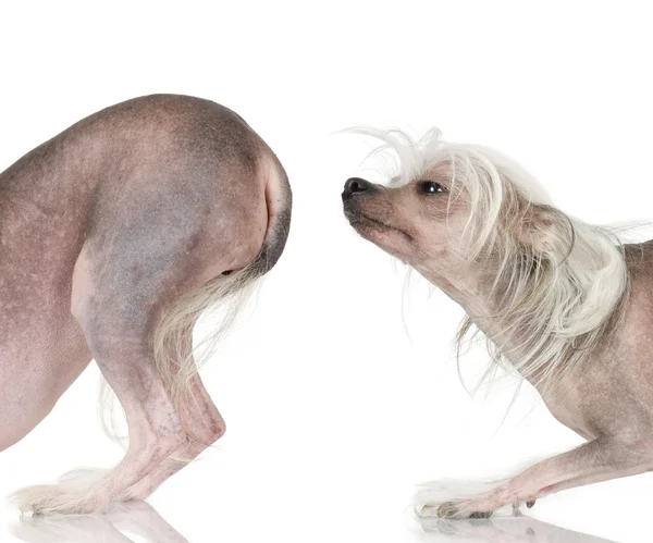Chiński grzywacz pies - łyse — Zdjęcie stockowe