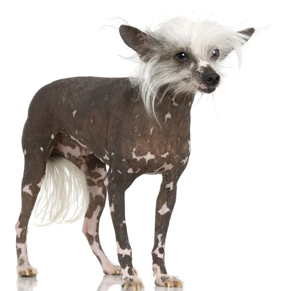 Chiński grzywacz pies - łyse — Zdjęcie stockowe