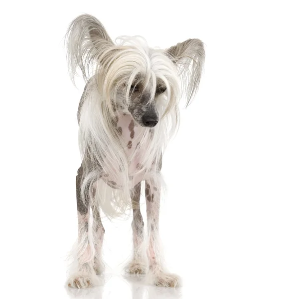 Chinese Crested Dog - Hairless — Stock Photo, Image