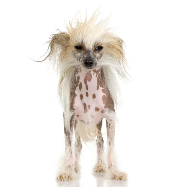 Perro cresta chino - Sin pelo — Foto de Stock