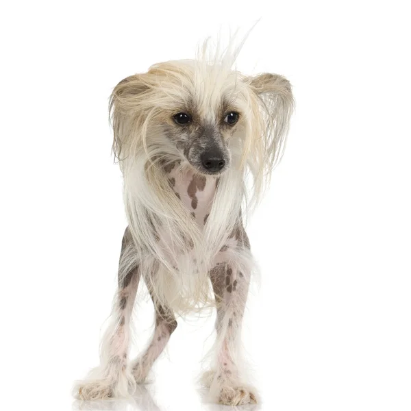 Chinês Cão Crested - Hairless — Fotografia de Stock
