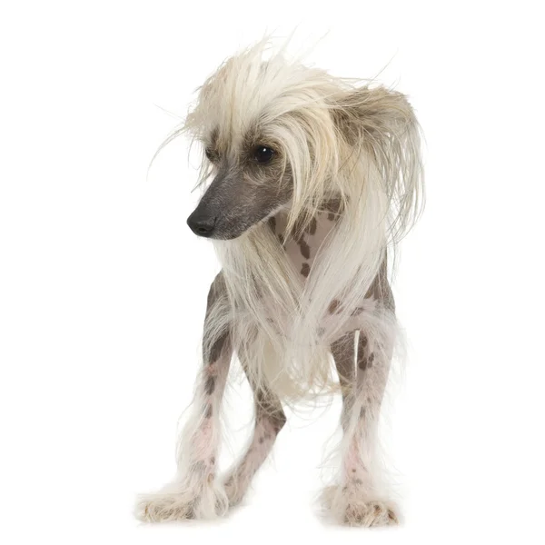 Chinese crested dog - haarloze — Stockfoto