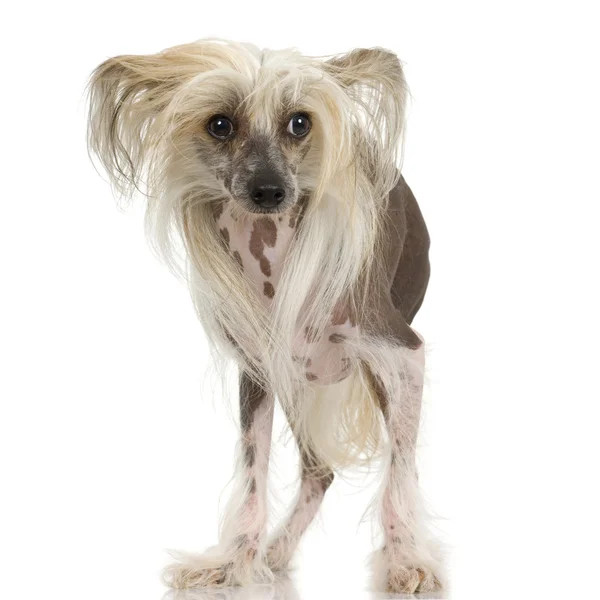 Čínský chocholatý pes - bez srsti — Stock fotografie