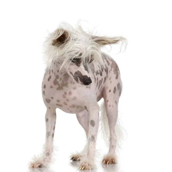 Perro cresta chino - Sin pelo — Foto de Stock