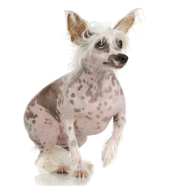 Čínský chocholatý pes - bez srsti — Stock fotografie